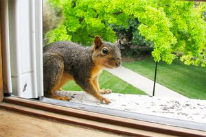 Chillicothe Squirrel Removal